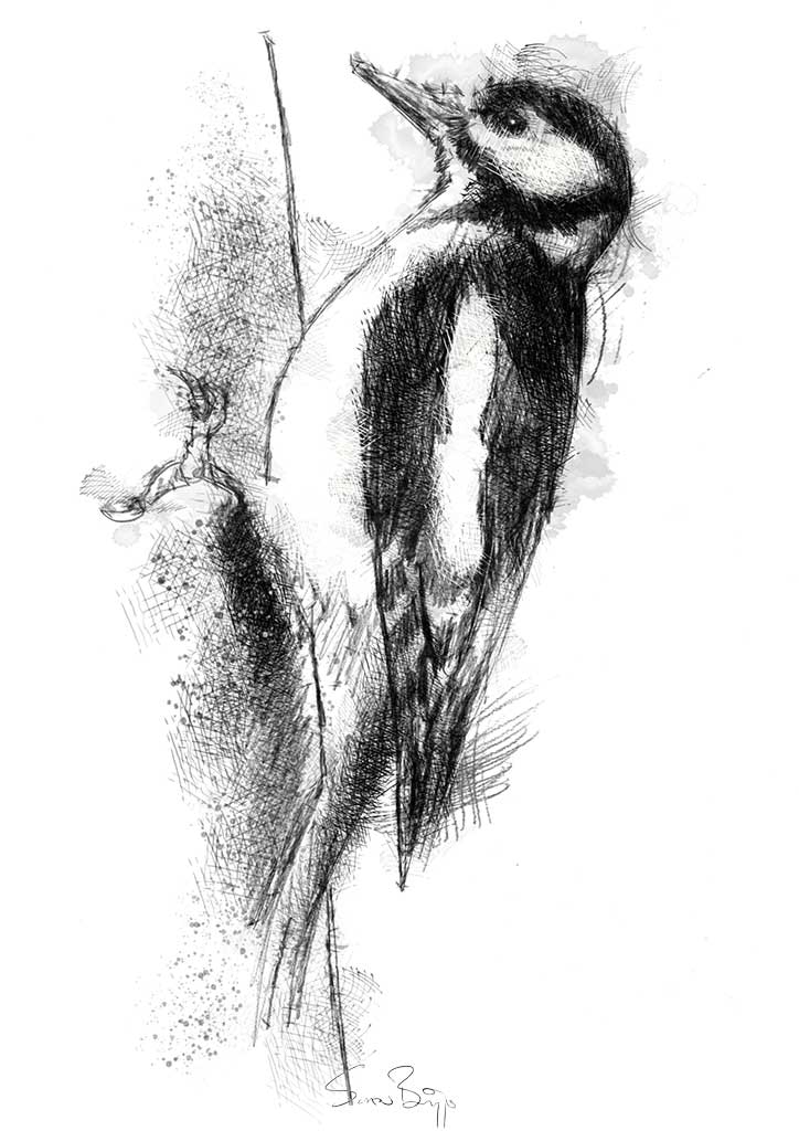 724x1024 Woodpecker Seanbriggs - Woodpecker Sketch