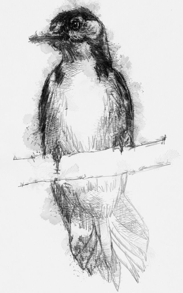 641x1024 Woodpecker Sketch A Day Sketches, Sketch A Day And - Woodpecker Sketch