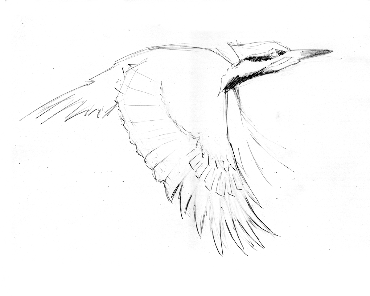 1200x962 Woodpecker Drawing, Pencil, Sketch, Colorful, Realistic Art Images - Woodpecker Sketch