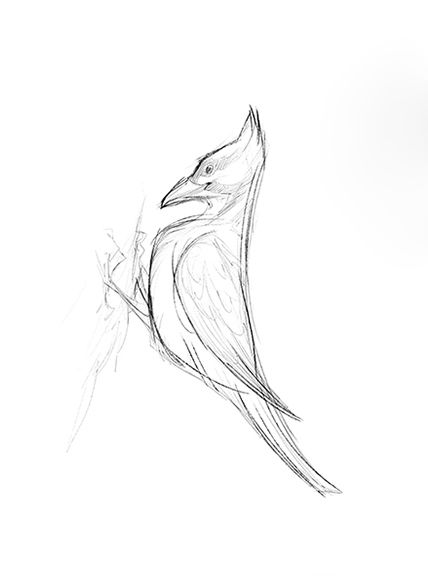 428x576 Woodpecker Sketch By Therese Larsson Illustration In Style - Woodpecker Sketch