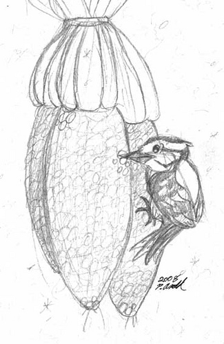 325x500 Woodpecker Sketch Caught This Little Fellow Eating The - Woodpecker Sketch