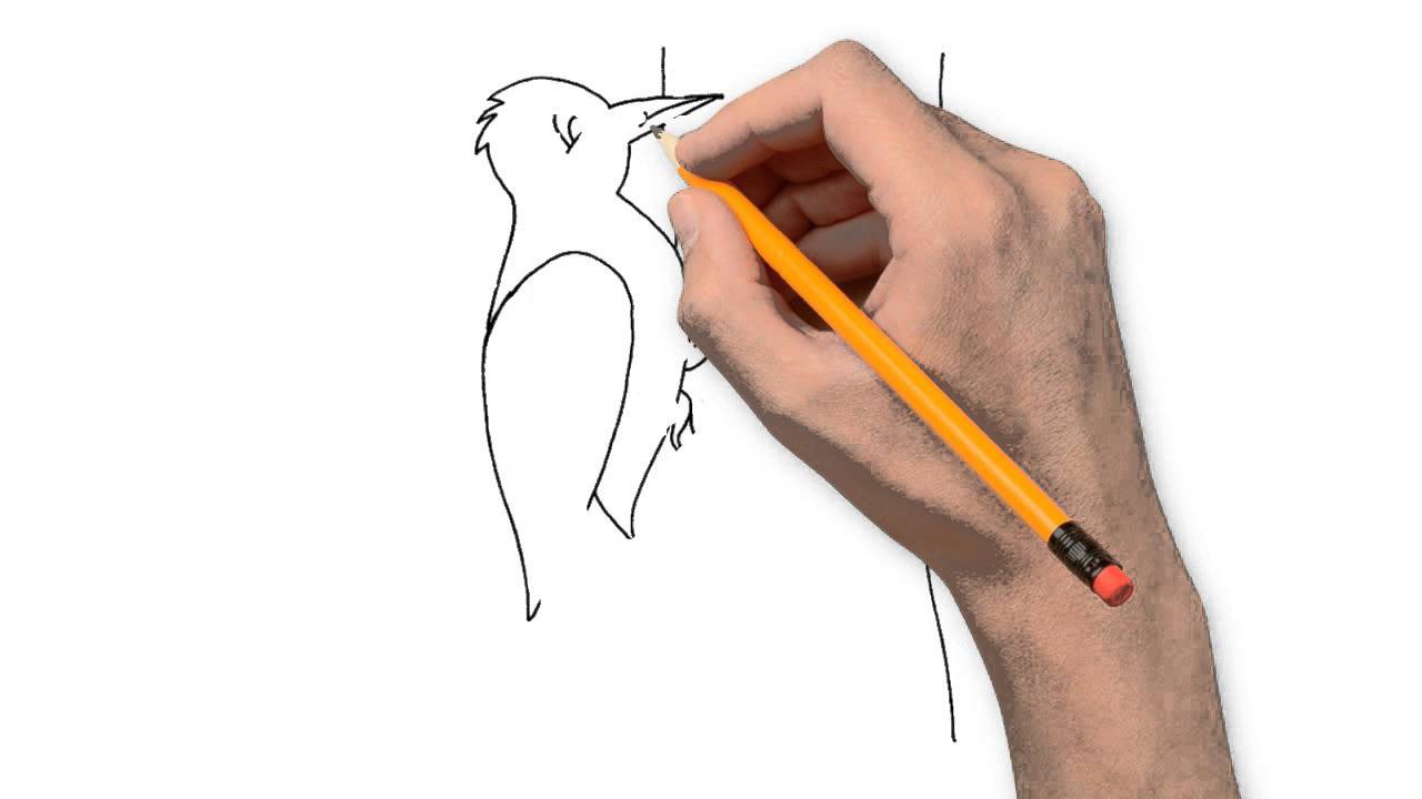 1280x720 Woodpecker Animals Pencil To Draw Step By Step - Woodpecker Sketch