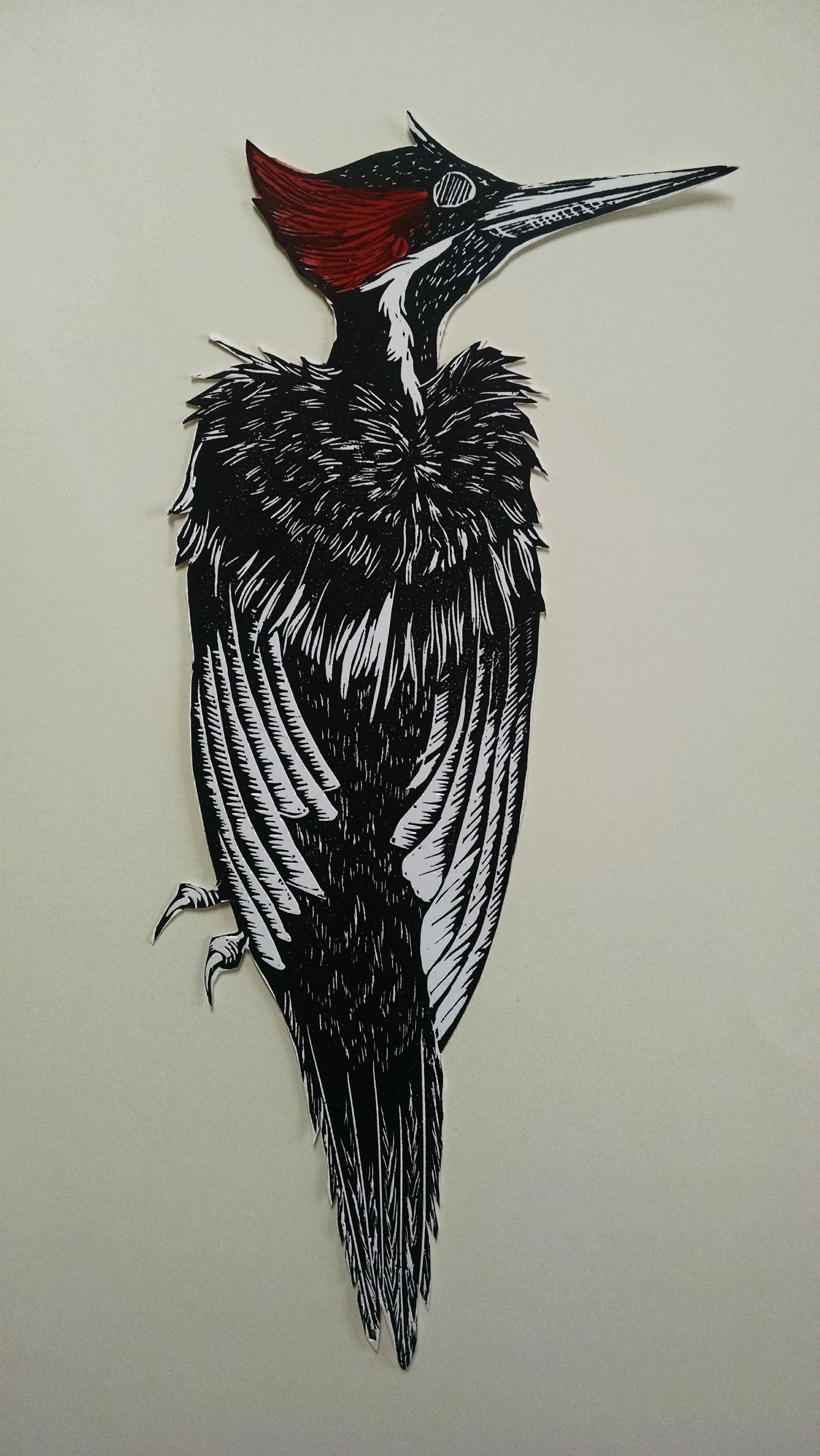2432x4320 History Of The Ivory Billed Woodpecker Canceled Edition - Woodpecker Sketch