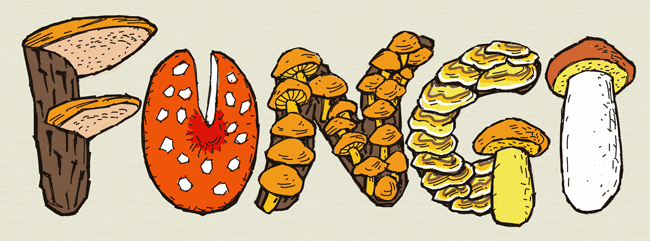 650x241 Tayasui Sketches School Wild Yorkshire - Word Art Sketches