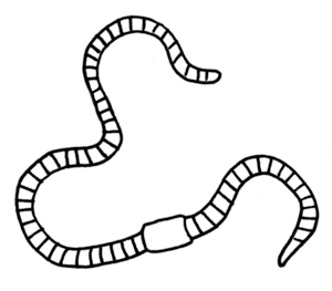 300x263 Oddknit - Worm Sketch