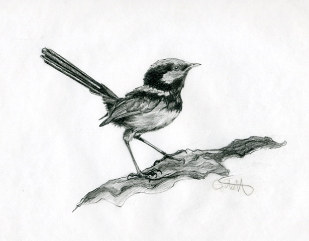 615x480 Jordan Kost - Wren Sketch