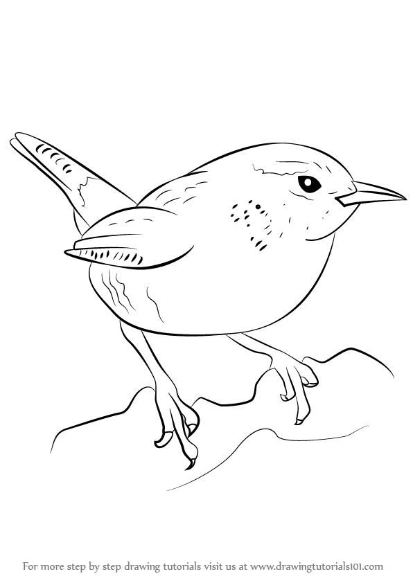 596x842 Learn How To Draw A Wren (Birds) Step By Step Drawing Tutorials - Wren Sketch