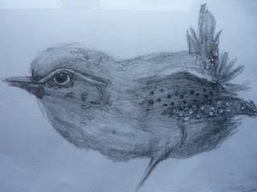 375x281 Saatchi Art Wren Drawing By Anna Finkelstein - Wren Sketch