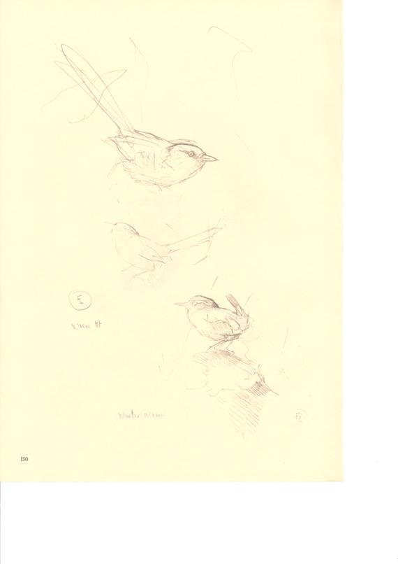 570x806 Vintage Bush Tit Wren Frameable Sketch Drawing West Coast Etsy - Wren Sketch
