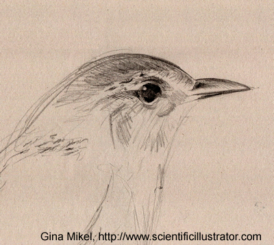 400x358 Wren, Sketch - Wren Sketch