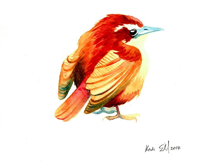 725x548 Wren - Wren Sketch