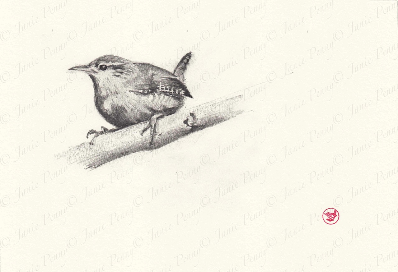 1279x875 Wren - Wren Sketch