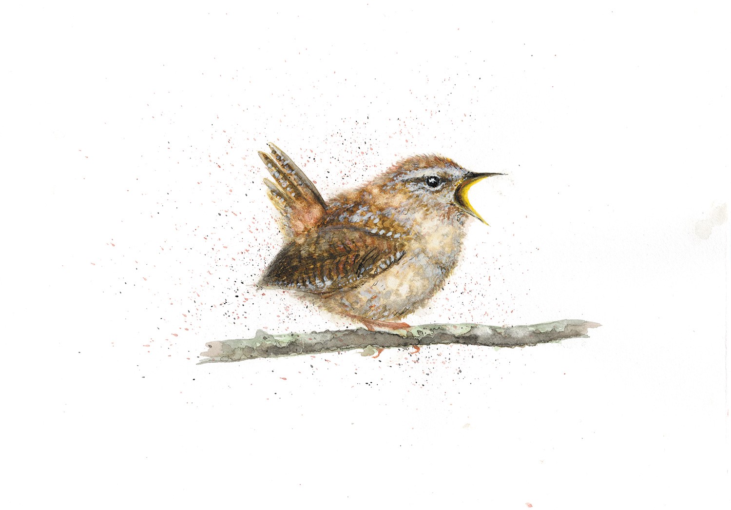 1500x1046 Wren - Wren Sketch