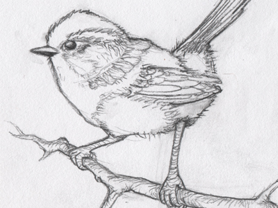 400x300 Wren Sketch By Jesse Huffman - Wren Sketch