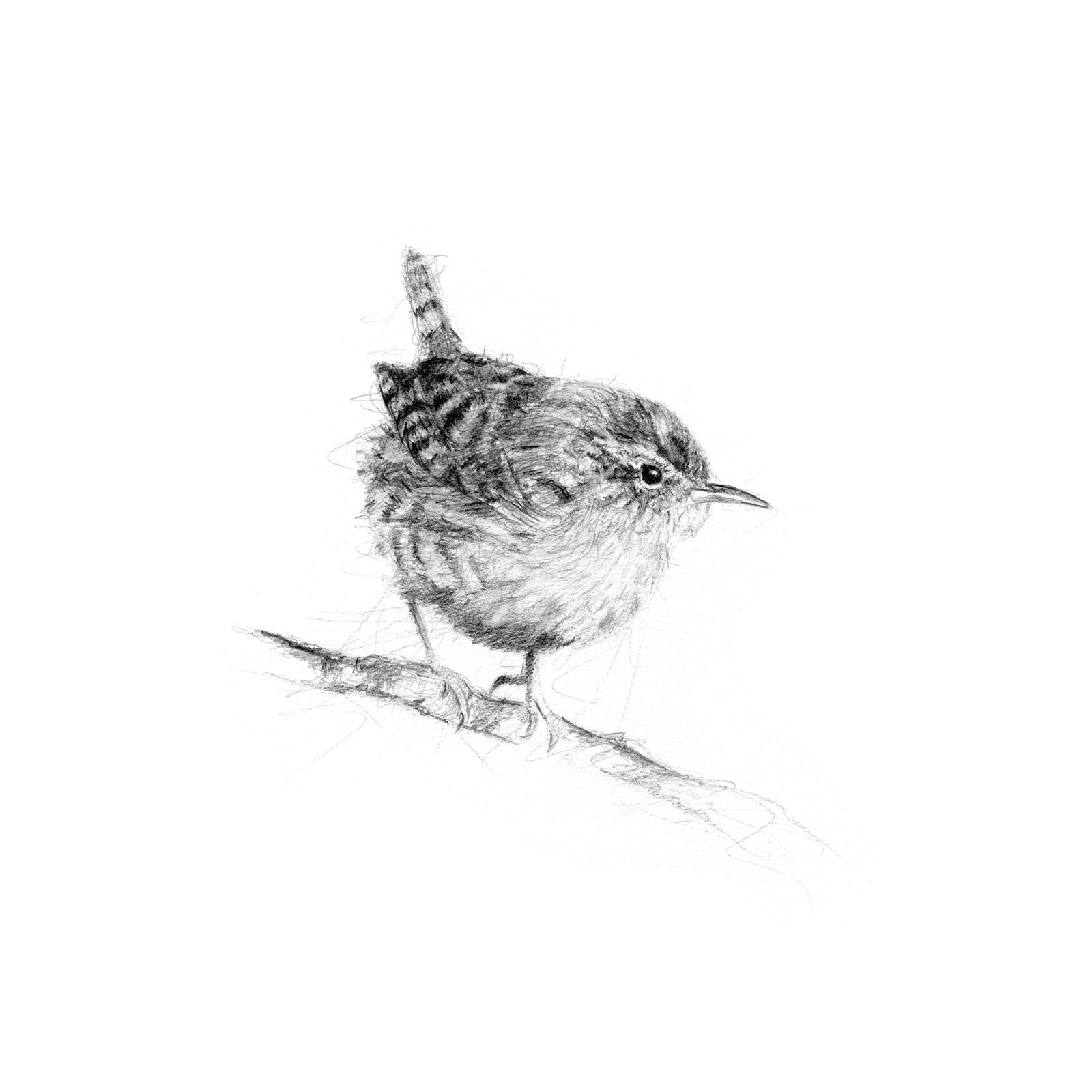 1600x1600 Wren Cumbrian Artist David Pooley - Wren Sketch
