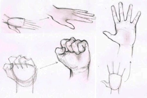 500x333 How To Draw Hands - Wrist Sketch