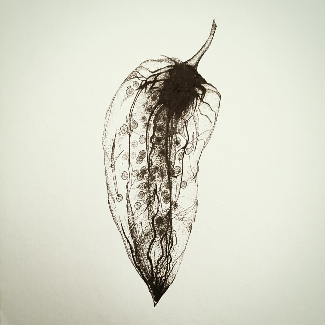 1080x1080 Chilli Pepper X Ray - X Ray Sketch
