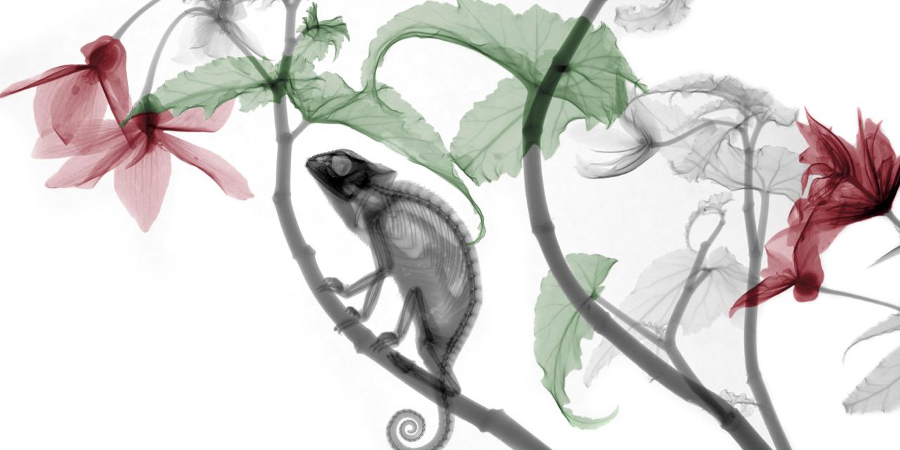 1280x640 Bbc - X Ray Sketch