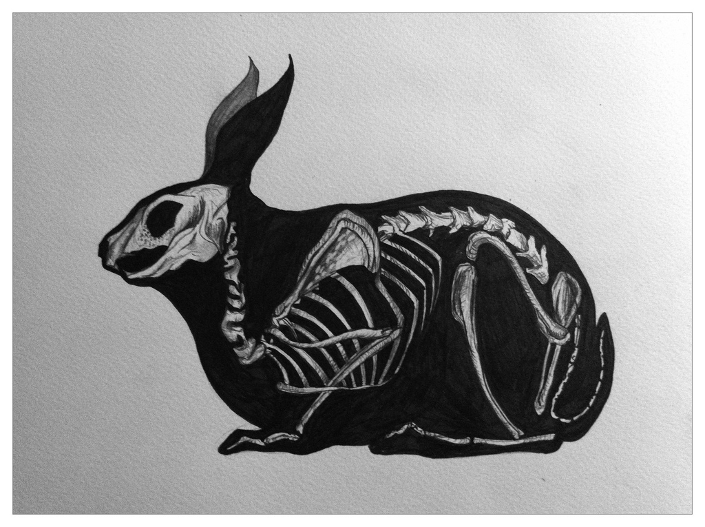1024x765 Bunny X Ray - X Ray Sketch