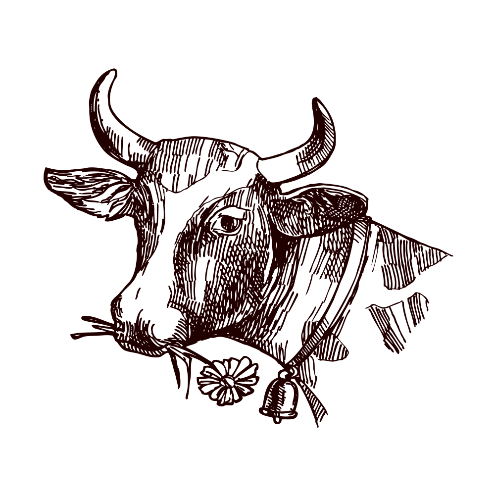 1000x1000 Texas Longhorn Milk Drawing Sketch - Yak Sketch
