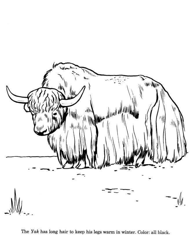 670x820 Wild Yak Drawing And Coloring - Yak Sketch