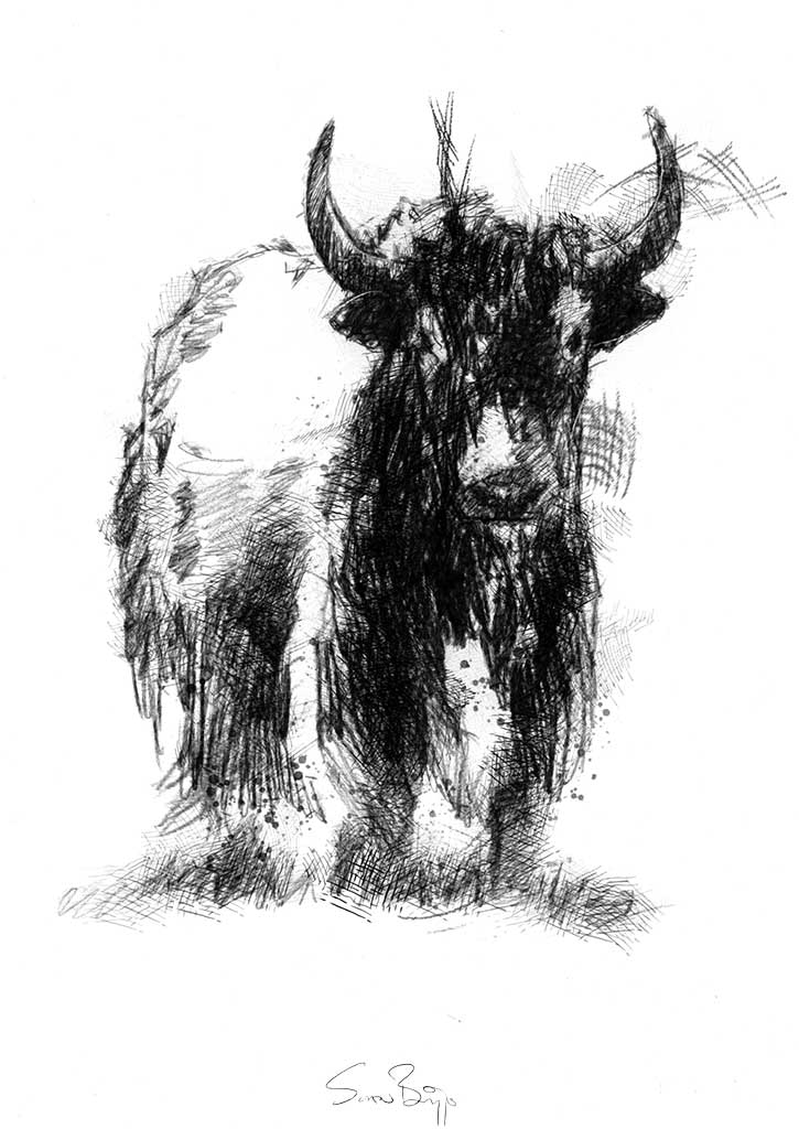 Yak Sketch at Explore collection of Yak Sketch