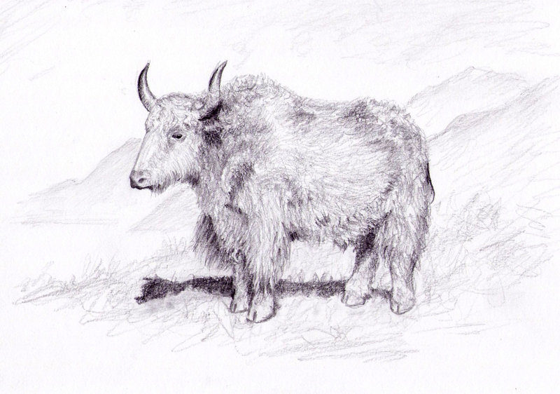 800x562 Yak By Dashinvaine - Yak Sketch