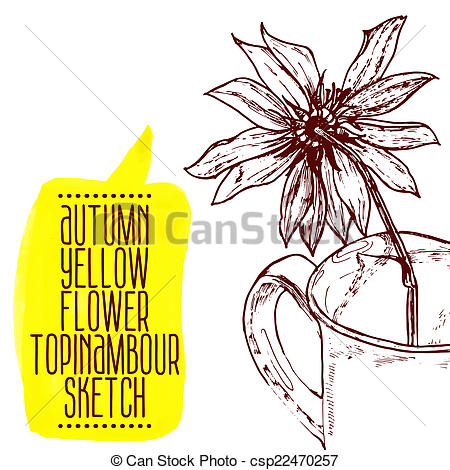 450x470 Hand Drawn Yellow Flower Topinambour Sketch. Highly Detailed Hand - Yellow Flower Sketch