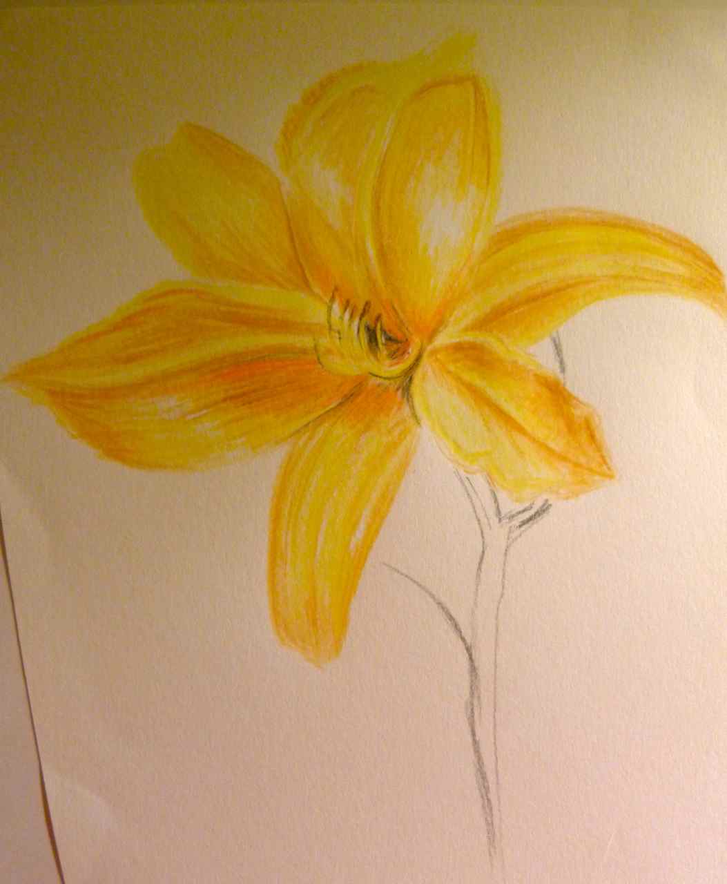 1053x1280 Hannah Louise - Yellow Flower Sketch