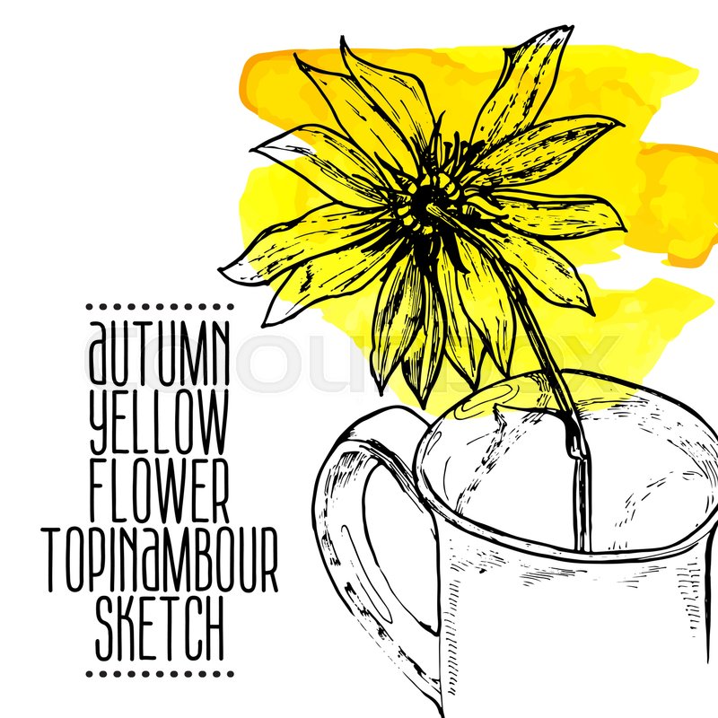 800x800 Highly Detailed Hand Drawn Yellow Flower Jerusalem Artichoke In A - Yellow Flower Sketch