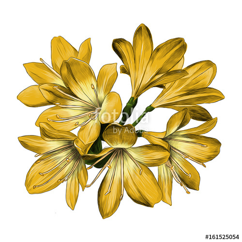 500x500 Lily Bouquet 7 Flowers Yellow Sketch Vector Graphics Color Picture - Yellow Flower Sketch