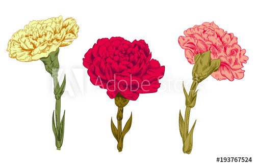 500x325 Set Of Carnation Schabaud Red, Pink, Yellow Flowers, Green Stems - Yellow Flower Sketch
