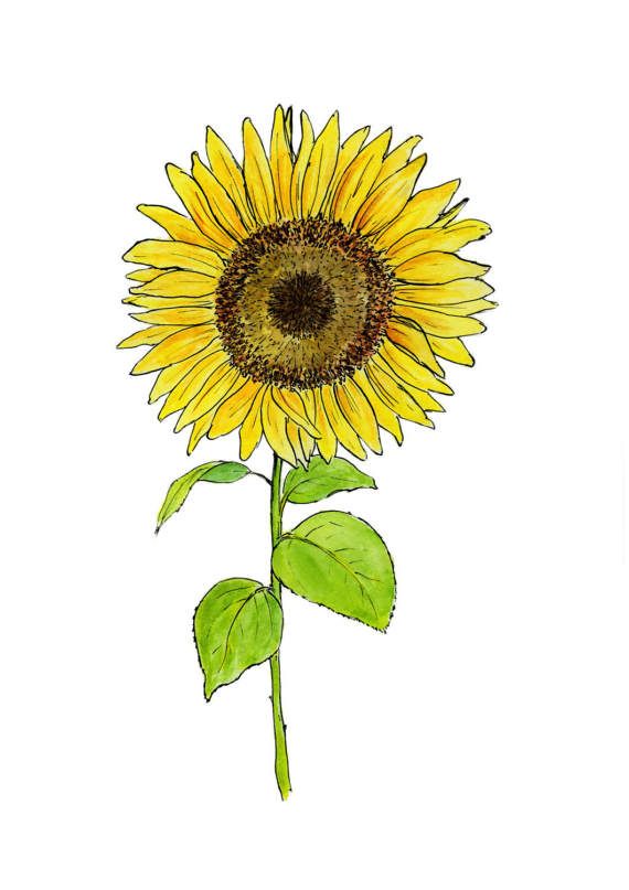 570x807 Sunflower Watercolour Print, Sunflower Wall Art, Yellow Nature - Yellow Flower Sketch