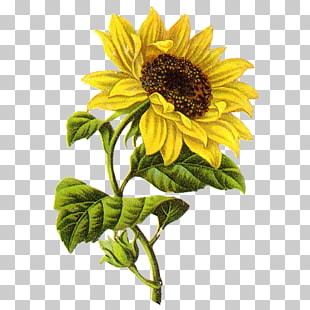 310x310 Common Sunflower Drawing Sketch, Sunflower, Yellow Sunflower - Yellow Flower Sketch