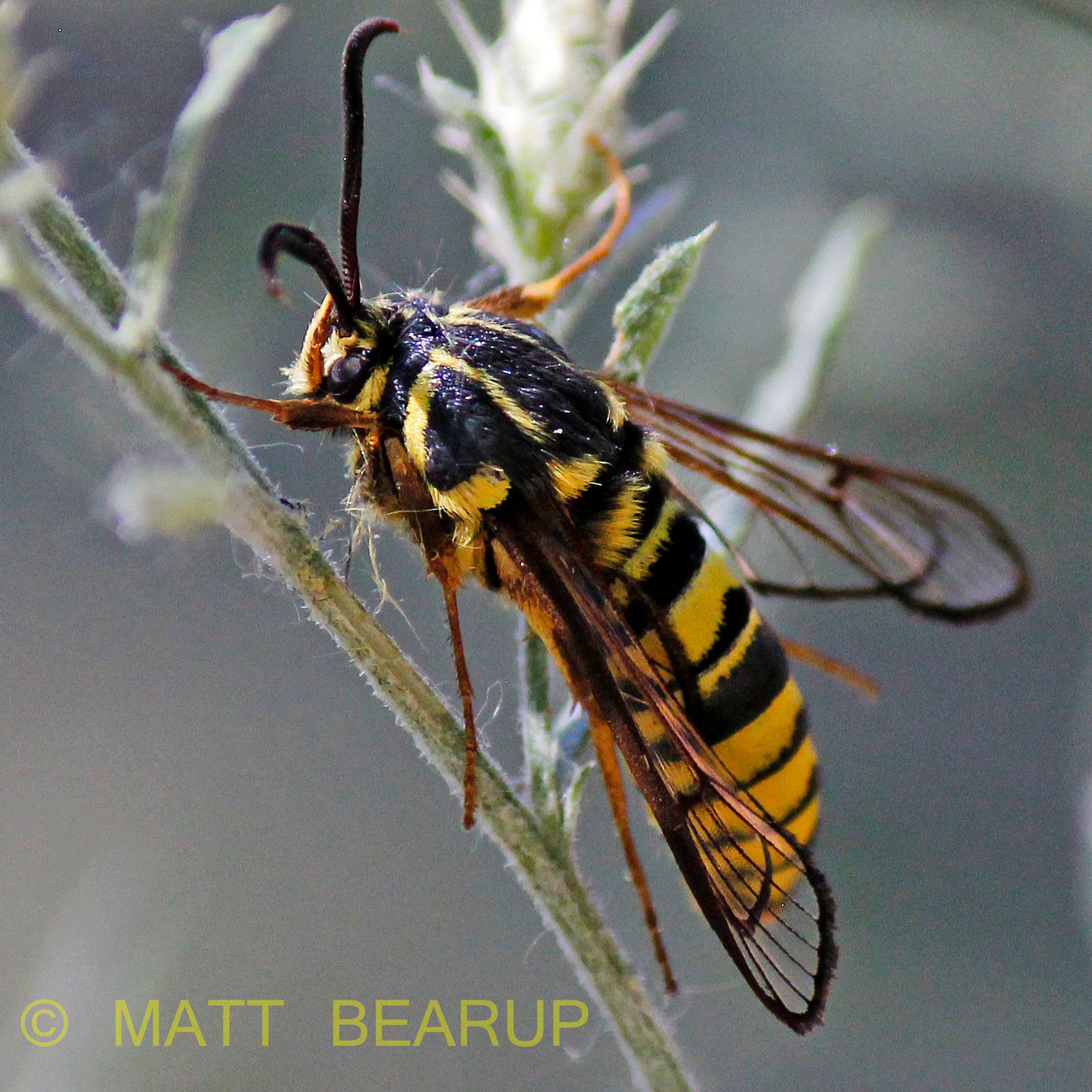 1679x1679 The Bad Bugs - Yellow Jacket Sketch