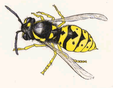 382x300 Types Of Bees - Yellow Jacket Sketch