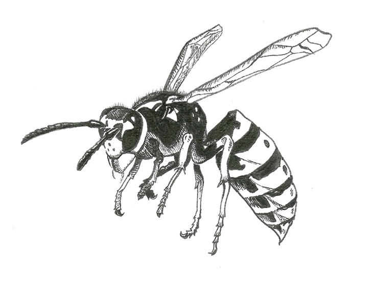 736x592 Wasp Drawing, Pencil, Sketch, Colorful, Realistic Art Images - Yellow Jacket Sketch