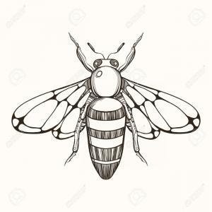 300x300 Yellow Jacket Bee Vector Illustration In Black And White Gm - Yellow Jacket Sketch