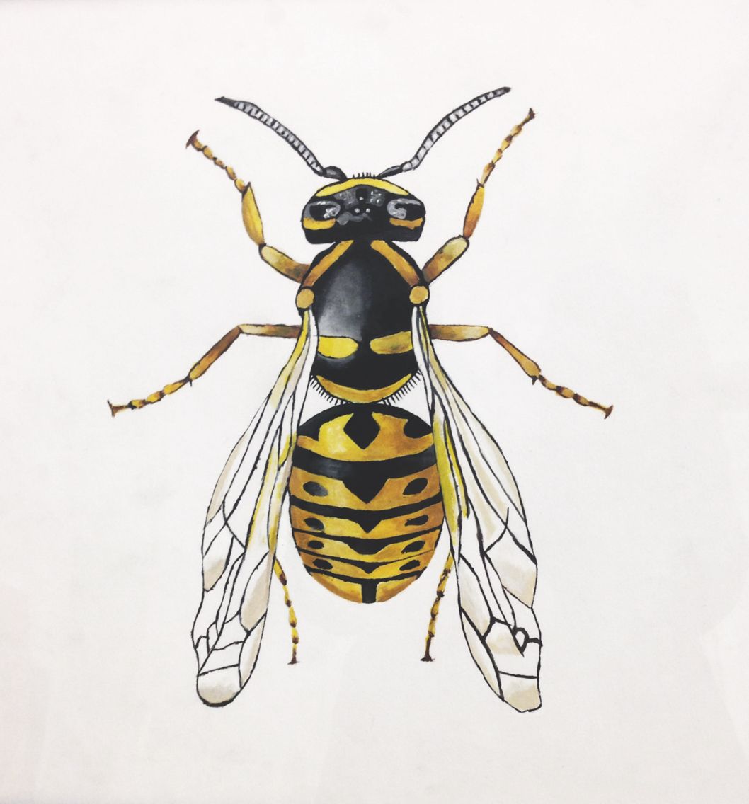 1058x1136 Yellow Jacket Wasp Painting. Acrylic. Beautifully Created With A - Yellow Jacket Sketch