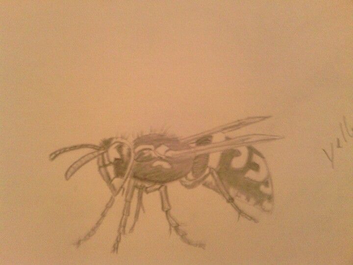 720x540 Yellow Jacket In Pencil Drawings - Yellow Jacket Sketch
