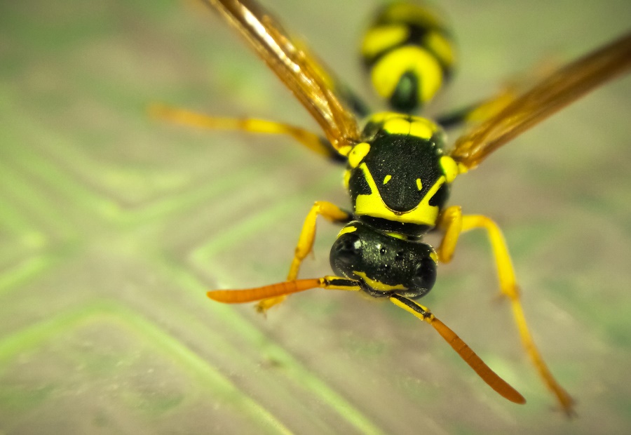 900x620 Macrophotography - Yellow Jacket Sketch