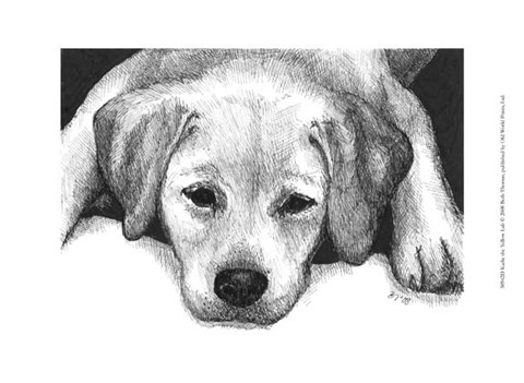 480x351 Kailie The Yellow Lab Fine Art Print By Beth Thomas - Yellow Lab Sketch