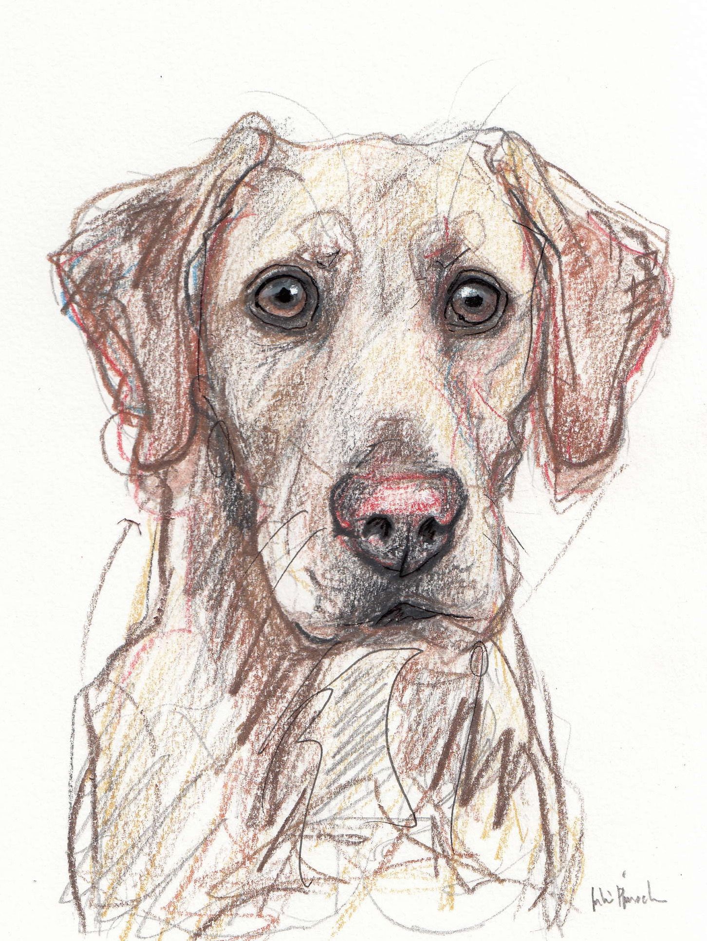 Yellow Lab Sketch At Explore Collection Of Yellow