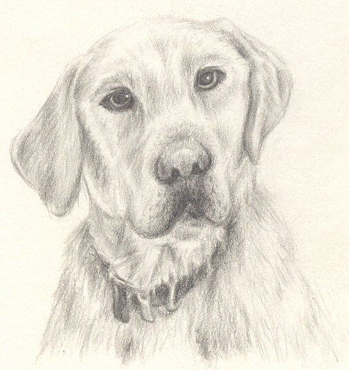 Yellow Lab Sketch at PaintingValley.com | Explore collection of Yellow ...