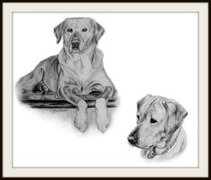 236x202 The Yellow Lab Pup Sketch ~ 8x10 Piece Sporting - Yellow Lab Sketch