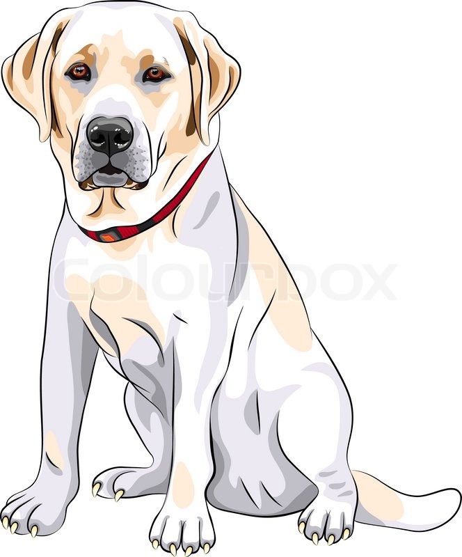 664x800 Vector Sketch Yellow Dog Breed Labrador Retriever Sitting Stock - Yellow Lab Sketch