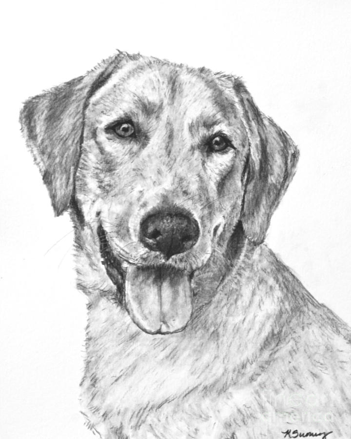 720x900 Yellow Lab Head And Shoulders Painting By Kate Sumners - Yellow Lab Sketch