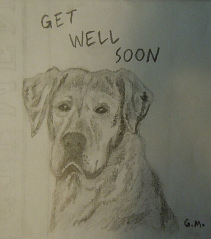 678x766 Yellow Lab Sketch, Pencil Age 21 By Gabbitygabby - Yellow Lab Sketch