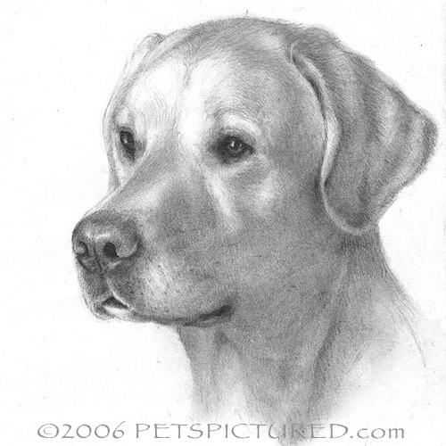 Yellow Lab Sketch at Explore collection of Yellow