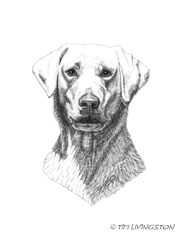 620x800 Yellow Lab The Forester Artist - Yellow Lab Sketch